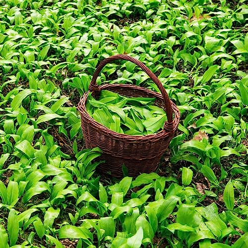 semillas de ajo silvestre, jardín orgánicas interior exóticas en jardín resistente invernadero 800pcs