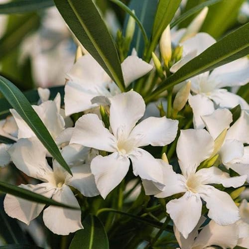 Oleandro a cespuglio Bianco Nerium Oleander pianta in vaso ø24 cm h. 100/150 cm Vivaio di Castelletto