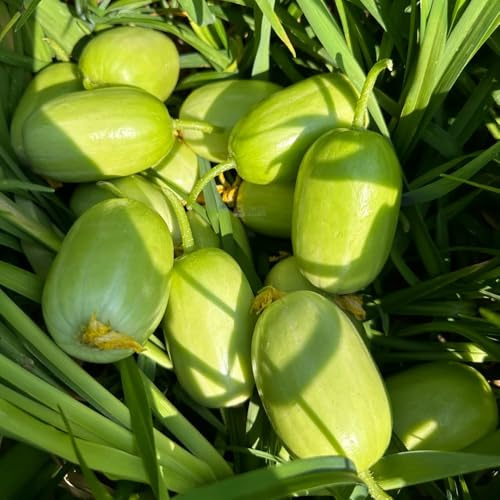 semillas de pepino, pepino orgánicas, interior de verdes. exóticas resistentes, 50pcs