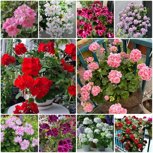 Semillas de geranio - jardín semillas de silvestres Pelargonium hortorum - de jardín de rocas resistentes 30pcs