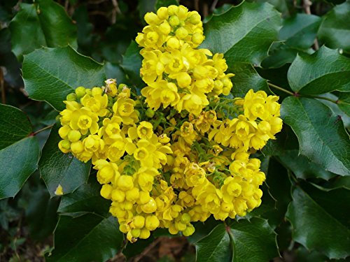 5 Semi di Mahonia Aquifolium Oregon Grape Agrifoglio