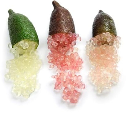 Pianta di limone caviale rosso (finger lime) - citrus australasica, albero da frutto unico, limone caviale pianta in vaso 18cm