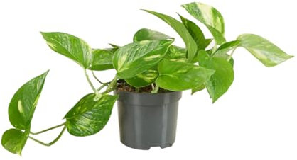 Bloomique - Scindapsus Aureum - Pothos doré - Plante suspendue - Plante d'intérieur - Plante grimpante pour l'intérieur - Facile d'entretien - Purificatrice d'air - Hauteur 10-20 cm - Pot 12 cm