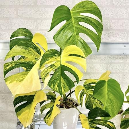 80 graines de plantes Monstera