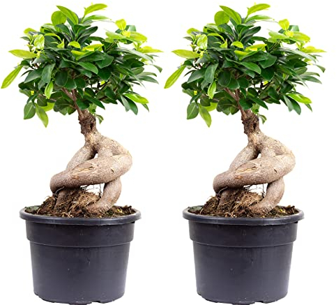 2er-Set Chinesische Feige - echte Zimmerpflanze, Ficus Ginseng - Höhe ca. 40 cm, Topf-Ø 17 cm