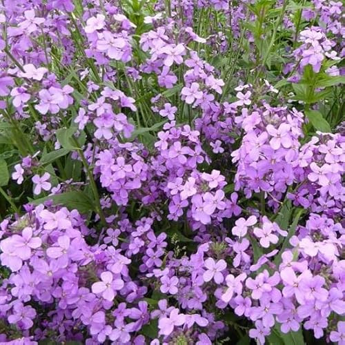 6x Julienne des jardins – Hesperis matronalis – Godet 9x9cm | Floraison parfumée, bisannuelle