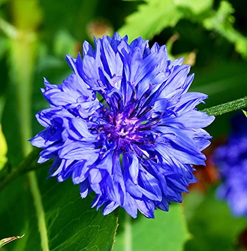 Blaue Kornblume - Centaurea cyanus - Blume - 500 Samen