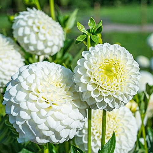 Dahlien Knollen Winterhart-8 Weiß Blumenzwiebeln FrüHblüHer Blumen Deko Zimmerpflanzen Nachhaltige Geschenke FrüHblüHer Zwiebeln Dahlien FüR Gartenfreunde
