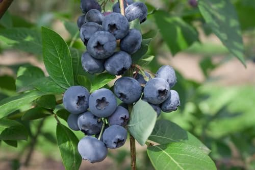 Heidelbeere Vaccinium corymbosum Elliott 25-30 cm Strauch winterhart