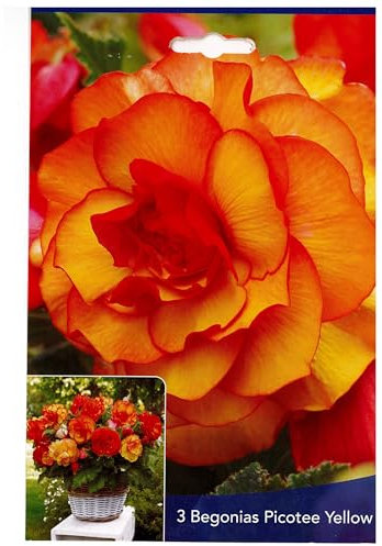 3 Bulbes de Bégonias Picotee Jaune Orange