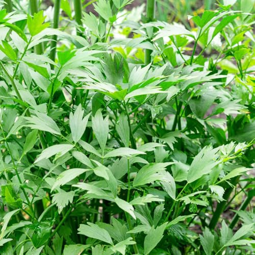 levistico - decorazione del giardino biologiche selvatiche, resistenti da giardino roccioso aromatiche per la cucina rare da balcone 100semi