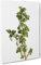 Gooseberry Bush By Pierre Joseph Redoute Vintage Canvas Wall Art Print Ready to Hang, Framed Picture for Living Room Bedroom Home Office Décor, 20x14 Inch (50x35 cm)