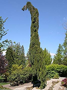 10 semi di sequoia gigante piangente Samen der Sequoiadendron Pendula
