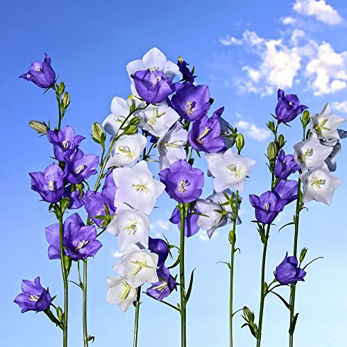Peach-leaved campanule Mélange de graines - campanule à feuilles de pêcher