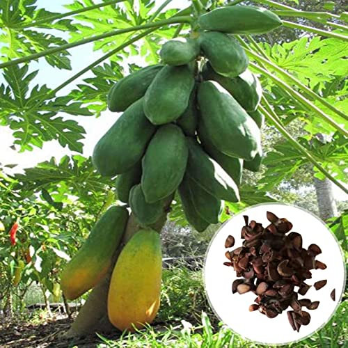 Roadoor Semillas de Papaya, 25 Piezas Semillas de Vegetales Productivas Fáciles de Cultivar Jardín Semillas de Papaya en el Patio Trasero para Plantar Accesorios para el hogar Semillas