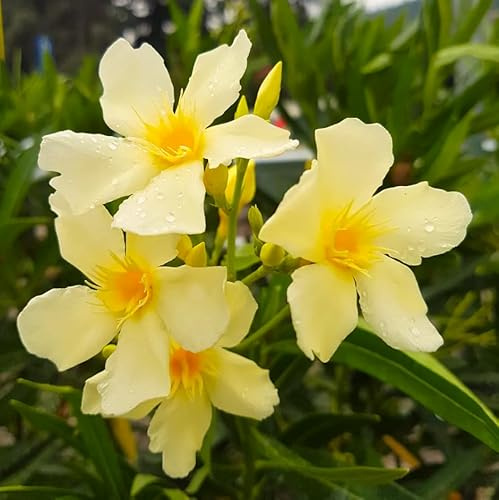 Oleandro a cespuglio Giallo Nerium Oleander pianta in mastello ø40 cm h. 150/200 cm Vivaio di Castelletto