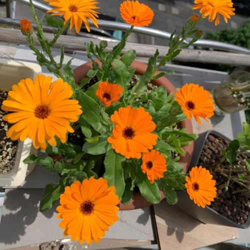 semi di calendula biologici - balcone giardino 1000pcs