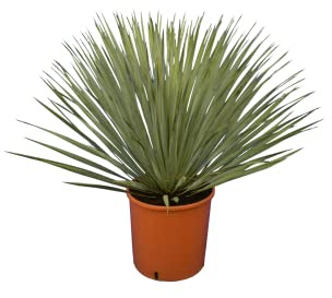 Palmenlilie - Yucca rostrata - Blaublättrige Yucca - Gesamthöhe 50-70 cm - Topf Ø 26cm [7886]