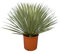 Palmenlilie - Yucca rostrata - Blaublättrige Yucca - Gesamthöhe 50-70 cm - Topf Ø 26cm [7886]