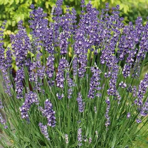Semillas de Lavanda - Semillas Lavandula Officinalis - Ideal para Siembra en Terraza y Jardín