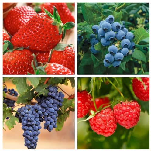 1000+ Mixed Fruit Seeds for Planting - Strawberry Raspberry Blueberry & Grape Seeds Fresh Fruit - Individually Packaged