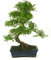 PLANETA HUERTO | Bonsái Sageretia theezans 6 años - Ciruelo Chino Ecológico Bonsái - Árbol de Hoja Perenne con Corteza Decorativa para Cultivo en Climas Mediterráneos