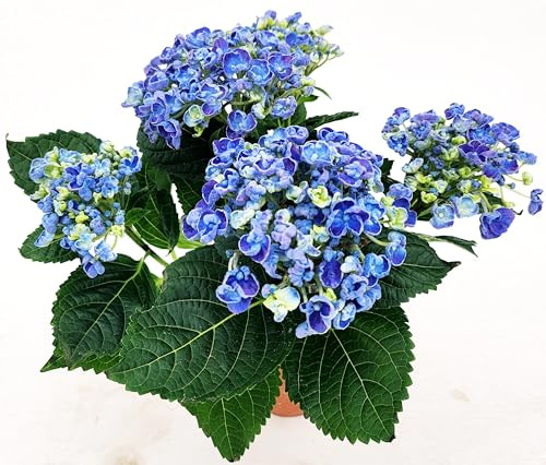 POWERS TO FLOWERS - ORTENSIA NANA BLU HOPCORN IN VASO 11CM, pianta vera