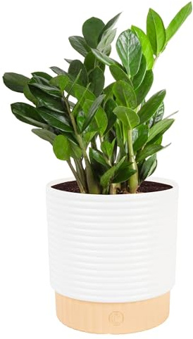 Costa Farms ZZ Live Plant in Decorative Pot, Easy to Maintain, Air Purifying Indoor Houseplant, Perfect for Home, Room, or Office Decor, Great House Warming or Birthday Gift, 12-20 Inches Tall