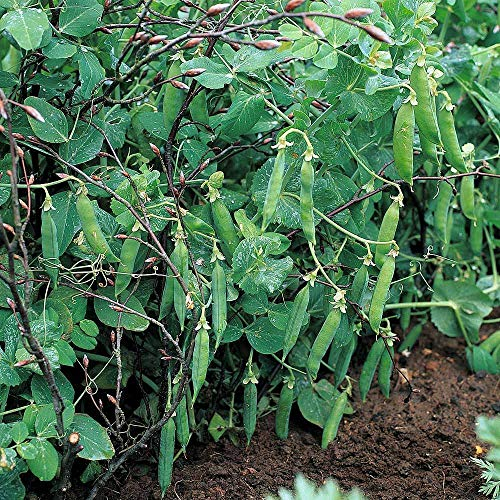 Pea 'Meteor' Seeds Hardy Annual Vegetable Garden Plants Easy to Grow First Early 1 Packet of 250 Seeds by Thompson and Morgan
