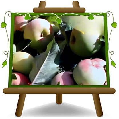 pommier Cerina Plante fruitière vieux sur un pot de 20 - max 170 cm - 2 ans