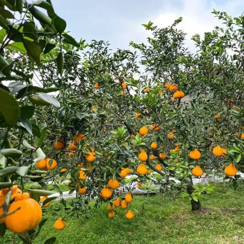 orangenbaum samen - kübelpflanzen indoor garten balkon pflanze pflanztopf dachbegrünung obstpflanzen baumsamen - Seltene Pflanzen serie - bonsai samen büropflanzen bio saatgut 35pcs