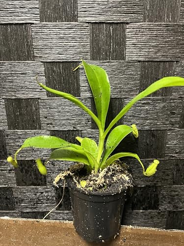 Nepenthes Alata Pitcher Plant, 4 inch Pot, Live Carnivorous Tropical Plant by Succulents & Such