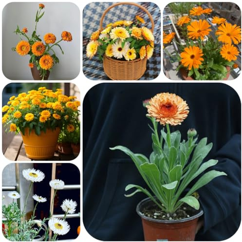 calendula - decorativo semi di calendula rampicanti, giardino roccioso decorazione organica per balcone semi di tappezzanti, 150semi