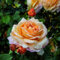 Capri®, rosa viva di Rose Barni®, rosa in vaso rifiorente, fiori grandi a coppa, profumo intenso, colore giallo albicocca, cod. 71330