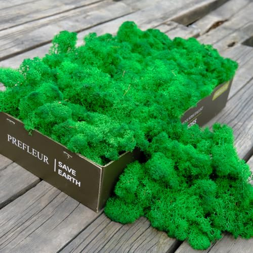 Prefleur Preserved Reindeer Craft Moss Natural Green DIY Kit Gardenning Art Wall Decor Florist Easter Table Decor Wedding Decor (0.85lb)(Green-13)