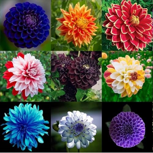 Dahlia Bulbs Mix for Planting Now UK,Hardy Perennial,Dahlia tubers Bulk,Strong Plants That Grow Well,Beauty of Garden,Wedding Flowers,Gift Ready-2bulbs-I