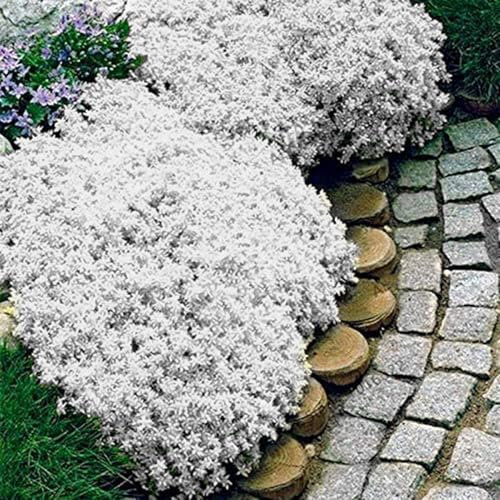 250/550/1000 Graines de Cresson de Roche, Graine de Thym Serpolet Couvre-Sol Plante Vivace, Graines Fleurs à Semer, Semences de Thym Rampant pour Jardin Décor, Faciles à Planter (Blanc, 1000)