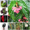 Bloom Green Co. 100 Unids/bolsa Begonia Bonsai Flor Planta Jardín Terraza Exterior Color Hoja Begonia Planta En maceta Familia Jardín Perenne Siembra: mixta