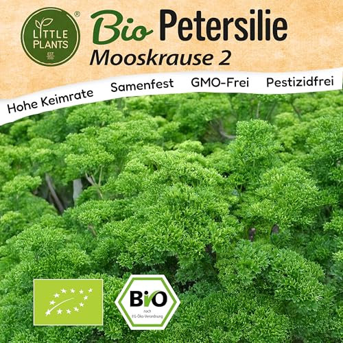 Little Plants BIO Petersilie Samen Mooskrause 500 Petersiliesamen Kräutersamen für Kräutergarten Hochbeet Samenfest Kräuter Samen für Küche, Balkon und Garten Küchenkräuter