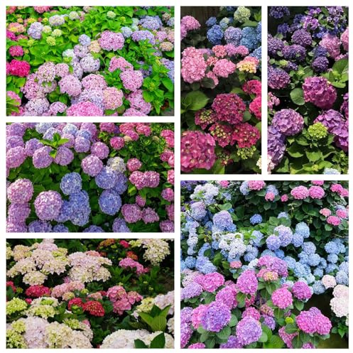 Semi di ortensia - giardino da interno giardino sul balcone decorazioni per esterni rampicanti esterno appartamento esotiche d'appartamento 450pcs