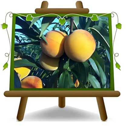 EURO PLANTS VIVAI Pêcher Nectarines à pulpe jaune Indipendence plante fruitière ancienne en pot 26 cm hauteur maximale 180 cm - Âge 4 ans