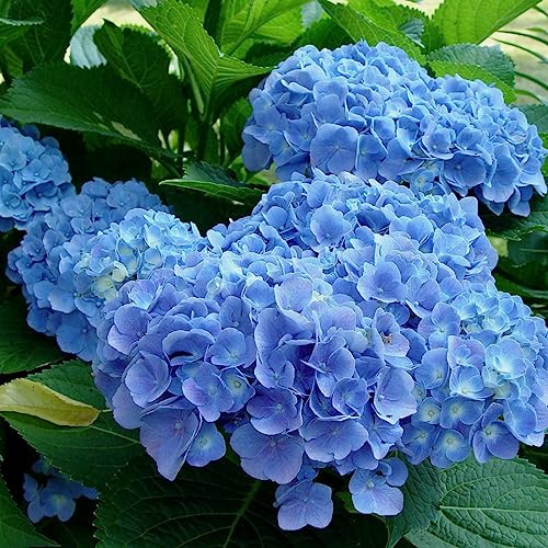 3x Ortensia 'Blauer Prinz' 25–30 cm Vaso – Hydrangea macrophylla 'Blauer Prinz' – Fioritura blu intensa