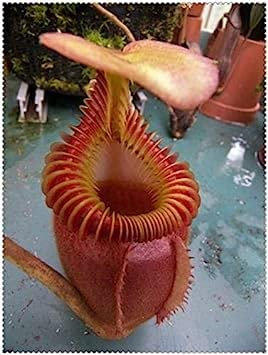 100 clip Pz Dionaea muscipula gigante Venere acchiappamosche in vaso Insettivori Seed catcher per il giardino: 16:Graines