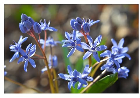 20x Scilla Bifolia Early Spring Flowering Bulbs Autumn Planting Hardy Woodland Perennial Naturalising Blue Flowers for Shade Borders Rock Gardens