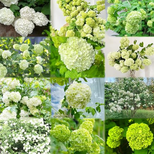 Hortensia bola de nieve resistente - semillas arbustos de hoja perenne resistentes resistentes para semillas para el jardín 450pcs