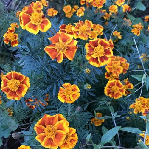 semi di tagetes, tagete, balcone di calendula di balcone, decorativi, resistenti all'esterno 700pcs