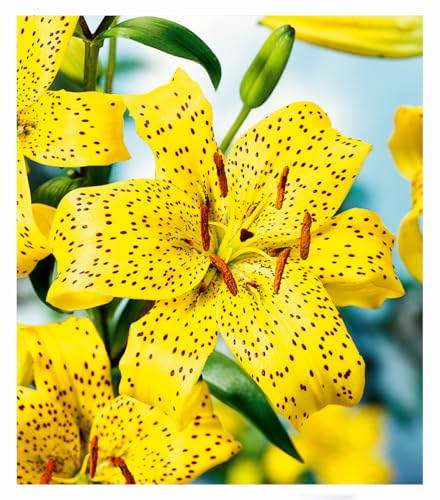 BALDUR Garten Lilie 'Uncle Sam',3 Zwiebeln,leuchtende Blütenpracht,exotische Ausstrahlung,blühfreudig,wuchsfreudig,Rarität,mehrjährig,winterhart,Schnittblume,bienenfreundlich,toller Duft,Lilium