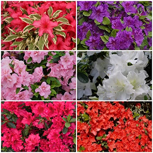 Meredith Nurseries 6 Mixed Dwarf Evergreen Flowering Azalea Shrub Plants 2ltr pots