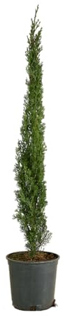 Bloomique - Cupressus Sempervirens - Ciprés italiano - Plantas de jardín - Resistentes - Perennes - 80-100 cm de altura - Maceta 18 cm
