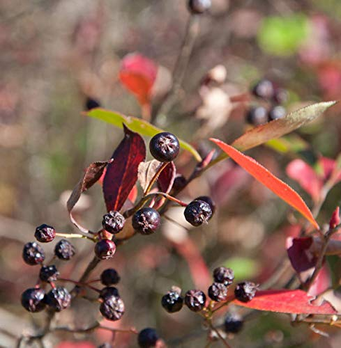 Apfelbeere Brilliant 60-80cm - Aronia arbutifolia